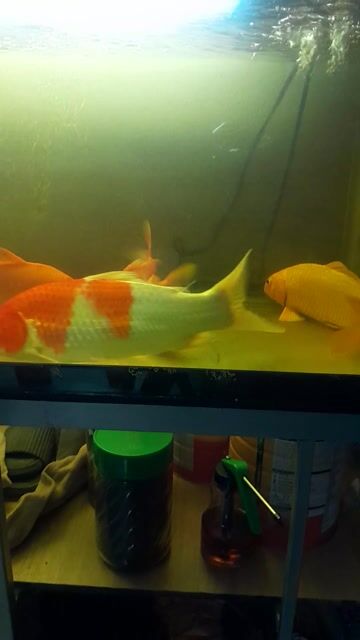 Hồ cá Koi 100x40x50 cm 5 cá 20-30cm hoạt động tốt. Mua bán Phụ kiện, Thức ăn, Dịch vụ tại Thành phố Thủ Đức Tp Hồ Chí Minh được đăng bởi Thương Trường hình 1
