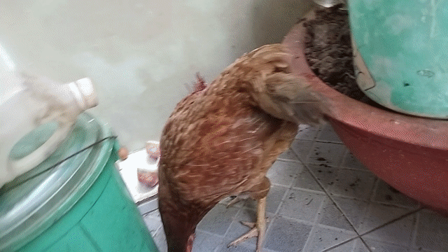 Gà mái Xám khét 1.7kg hai cựa . Mua bán Gà tại Quận 8 Tp Hồ Chí Minh được đăng bởi đại  hình 1