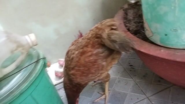 Gà mái Xám khét 1.7kg hai cựa . Mua bán Gà tại Quận 8 Tp Hồ Chí Minh được đăng bởi đại  hình 1