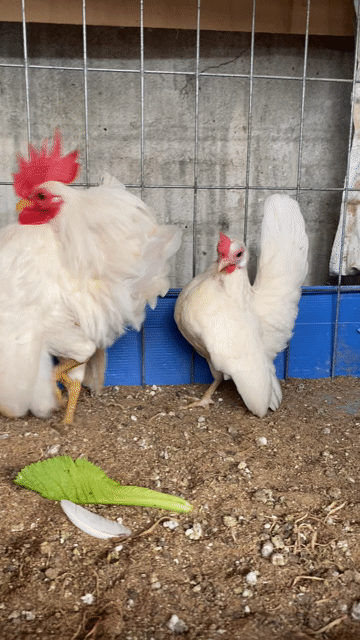 Gà Serama (giá 1 cặp. Mua bán Gà tại Quận Bình Tân Tp Hồ Chí Minh được đăng bởi An Tâm hình 1