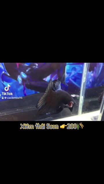 Cá Xiêm Thái Đen Xanh 8 tháng. Mua bán Thú cưng khác tại Huyện Châu Thành Hậu Giang được đăng bởi Tung Tran hình 1