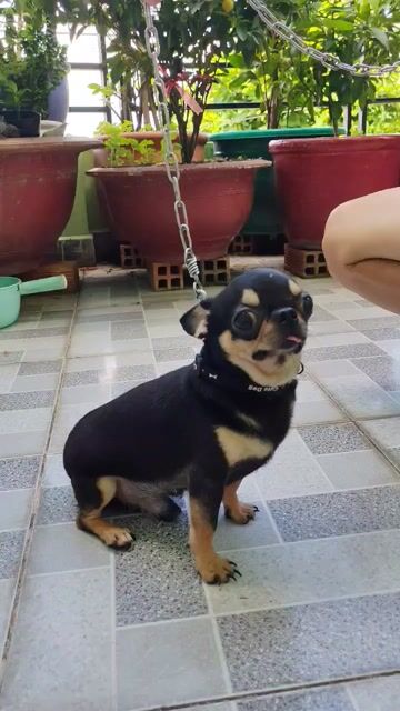 Chó Chihuahua Thuần chủng đực 12 tháng. Mua bán Chó tại Huyện Củ Chi Tp Hồ Chí Minh được đăng bởi Loan hình 1