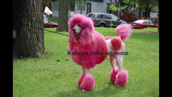 Un métier qui a du chien