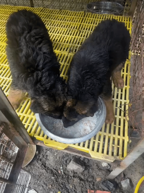 Chó Becgie Nhập Đen vàng. Mua bán Chó tại Huyện Bình Chánh Tp Hồ Chí Minh được đăng bởi Dung dung  hình 1