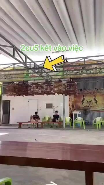 Chim chào mào. Mua bán Chim tại Quận Cẩm Lệ Đà Nẵng được đăng bởi Thức  hình 1