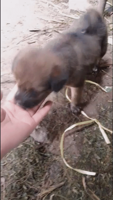 Chó Poodle con nhiều màu lanh lợi sức khỏe tốt. Mua bán Chó tại Huyện Trảng Bom Đồng Nai được đăng bởi Mimi Lê hình 1