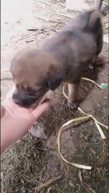 Chó Poodle con nhiều màu lanh lợi sức khỏe tốt. Mua bán Chó tại Huyện Trảng Bom Đồng Nai được đăng bởi Mimi Lê hình 1
