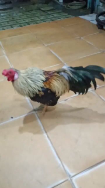 Cần bay gà trống như hình 600k. Mua bán Gà tại Quận 12 Tp Hồ Chí Minh được đăng bởi trần phong hình 1