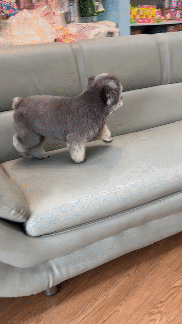 Poodle Xám bông xù thân thiện xinh xắn. Mua bán Chó tại Thành phố Thủ Đức Tp Hồ Chí Minh được đăng bởi Trần hình 1
