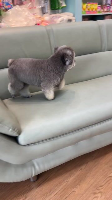 Poodle Xám bông xù thân thiện xinh xắn. Mua bán Chó tại Thành phố Thủ Đức Tp Hồ Chí Minh được đăng bởi Trần hình 1