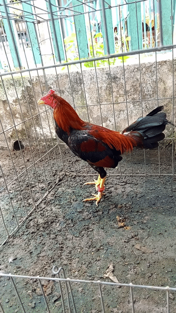 Gà chọi Cuban Kenso Đỏ đen. Mua bán Gà tại Huyện Củ Chi Tp Hồ Chí Minh được đăng bởi Hải Nguyễn  hình 1