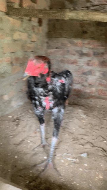 Gà chọi tía 7 tháng 2.7kg. Mua bán Gà tại Huyện Quốc Oai Hà Nội được đăng bởi đam mê gà  hình 1