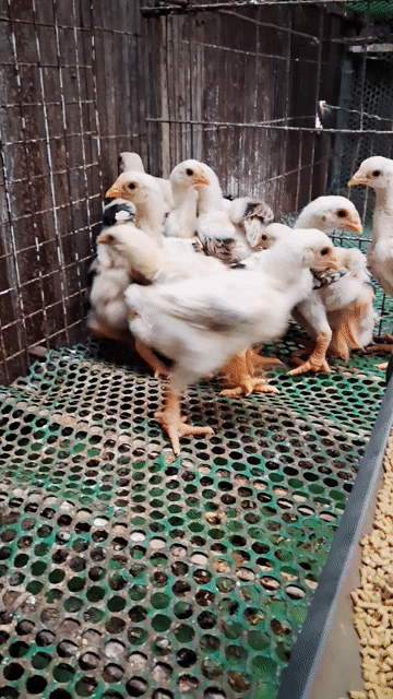 Gà con 1 tháng tuổi 5 trống 5 mái vacxin đủ❤️❤️❤️. Mua bán Gà tại Thành phố Thủ Đức Tp Hồ Chí Minh được đăng bởi chuyên cung cấp gà đông tảo thuần chủng  hình 1