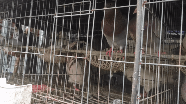 Bồ câu Pháp Titan nhiều màu. Mua bán Chim tại Huyện Nhơn Trạch Đồng Nai được đăng bởi Phong Nguyễn hình 1