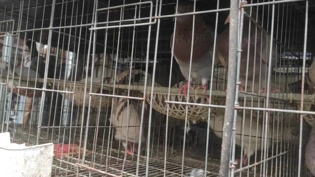 Bồ câu Pháp Titan nhiều màu. Mua bán Chim tại Huyện Nhơn Trạch Đồng Nai được đăng bởi Phong Nguyễn hình 1
