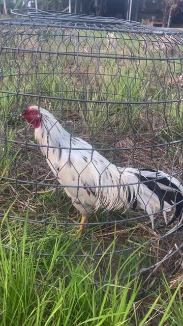 Gà Trống 8 tháng. Mua bán Gà tại Huyện Bình Chánh Tp Hồ Chí Minh được đăng bởi Dinh Van Hung Cuong hình 1
