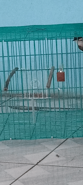 Chim Mào mái bộ to khủng . Mua bán Chim tại Quận Bình Tân Tp Hồ Chí Minh được đăng bởi Hh hình 1