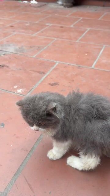 Mèo Xám trắng đực 5 tháng. Mua bán Mèo tại Huyện Gia Bình Bắc Ninh được đăng bởi phú hình 1