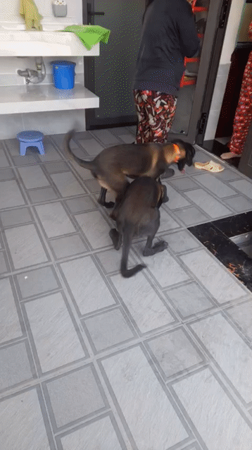 Chó Malinois đen vàng 3 tháng tuổi. Mua bán Chó tại Thành phố Thủ Đức Tp Hồ Chí Minh được đăng bởi Phan Đức  hình 1