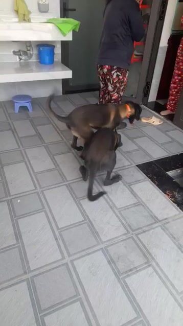 Chó Malinois đen vàng 3 tháng tuổi. Mua bán Chó tại Thành phố Thủ Đức Tp Hồ Chí Minh được đăng bởi Phan Đức  hình 1