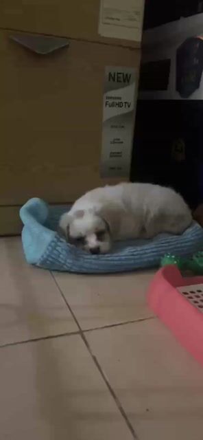 Chó cảnh cái lai 3 tháng tuổi. Mua bán Chó tại Quận Cầu Giấy Hà Nội được đăng bởi Lê Thảo Ngọc hình 1