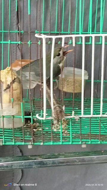 Chim bẫy được trên sân thượng nhà. Mua bán Chim tại Quận Bình Tân Tp Hồ Chí Minh được đăng bởi Anh Tuấn  hình 1
