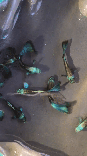 Guppy Green Moscow. Mua bán Thú cưng khác tại Huyện Xuyên Mộc Bà Rịa - Vũng Tàu được đăng bởi Ichi Ban Fish Farm hình 1
