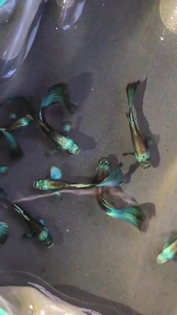Guppy Green Moscow. Mua bán Thú cưng khác tại Huyện Xuyên Mộc Bà Rịa - Vũng Tàu được đăng bởi Ichi Ban Fish Farm hình 1