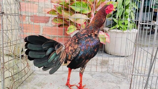Gà chọi Đực Nâu bông 1.25kg. Mua bán Gà tại Huyện Củ Chi Tp Hồ Chí Minh được đăng bởi Gà Tre Gà Nòi Gà Cảnh Củ Chi hình 1