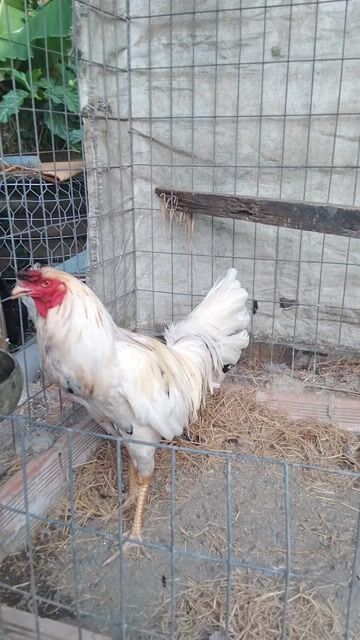 gà 2kg8 nuôi tới, so bội mìnhthanh lý rẻ, qua nhà. Mua bán Gà tại Huyện Cần Đước Long An được đăng bởi Phương Bình hình 1