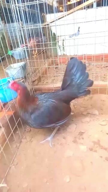 Gà Jap Hach 1.9kg. Mua bán Gà tại Huyện Tân Hiệp Kiên Giang được đăng bởi Tuyến  hình 1