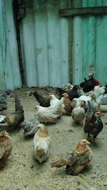 Gà Serama tơ Khỏe mạnh 1cặp. Mua bán Gà tại Huyện Bình Chánh Tp Hồ Chí Minh được đăng bởi serama Long An hình 1