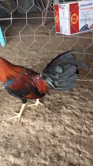 Gà chọi Cuban đực 1.1kg. Mua bán Gà tại Huyện Cầu Ngang Trà Vinh được đăng bởi PhuToan hình 1