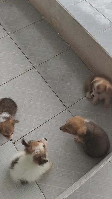 Chó Corgi đáng yêu. Mua bán Chó tại Huyện Châu Thành Bến Tre được đăng bởi Tân hình 1