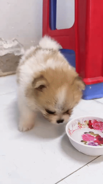 Chó Pom Thái Mini Nâu trắng 2 tháng. Mua bán Chó tại Thành phố Mỹ Tho Tiền Giang được đăng bởi Phan hình 1