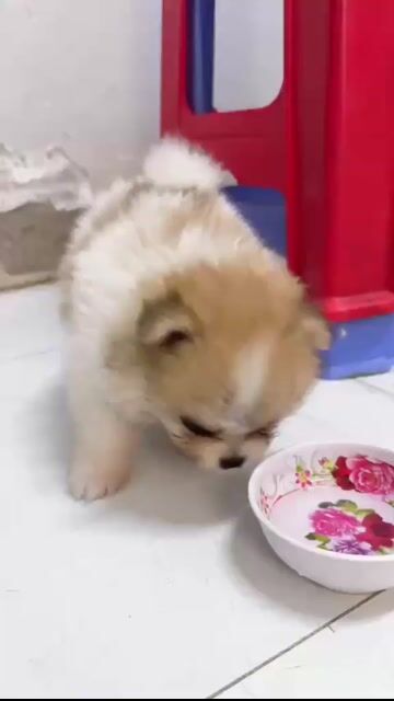 Chó Pom Thái Mini Nâu trắng 2 tháng. Mua bán Chó tại Thành phố Mỹ Tho Tiền Giang được đăng bởi Phan hình 1