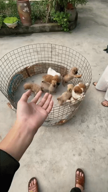 Chó con 3 tháng tuổi sổ giun full. Mua bán Chó tại Quận Liên Chiểu Đà Nẵng được đăng bởi Phùng Phương Thùy hình 1