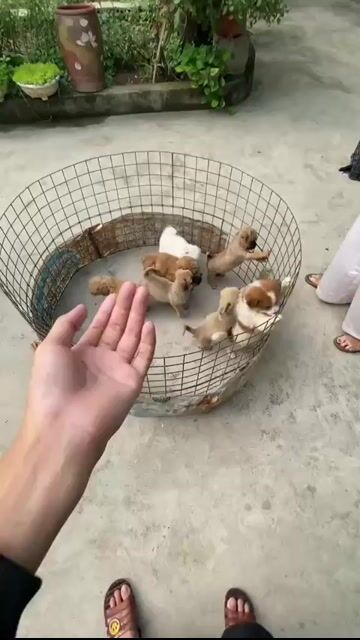 Chó con 3 tháng tuổi sổ giun full. Mua bán Chó tại Quận Liên Chiểu Đà Nẵng được đăng bởi Phùng Phương Thùy hình 1