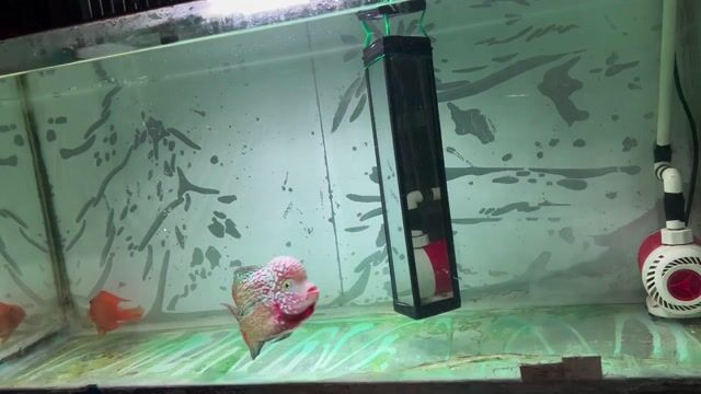 Cá la hán nhiều màu 4 ngón. Mua bán Thú cưng khác tại Huyện Vĩnh Thạnh Cần Thơ được đăng bởi Lê Trường Thi hình 1