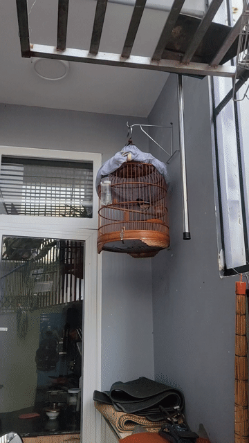 Chim Chích chòe than 8 tháng đã hót. Mua bán Chim tại Thành phố Buôn Ma Thuột Đắk Lắk được đăng bởi duy hoàng hình 1