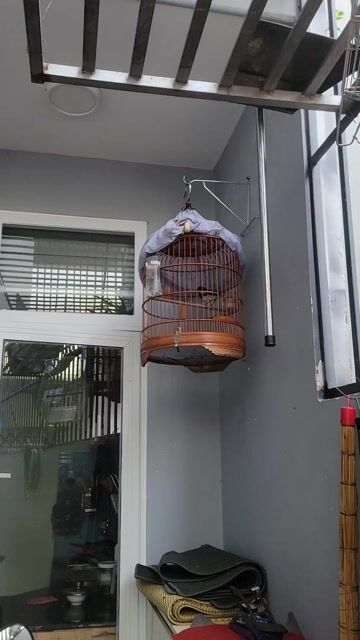 Chim Chích chòe than 8 tháng đã hót. Mua bán Chim tại Thành phố Buôn Ma Thuột Đắk Lắk được đăng bởi duy hoàng hình 1