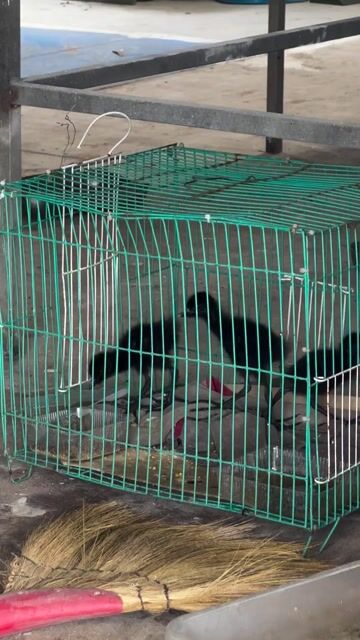 Chim cuốc con màu Đen khoẻ mạnh. Mua bán Chim tại Quận Bình Tân Tp Hồ Chí Minh được đăng bởi nghĩa hình 1