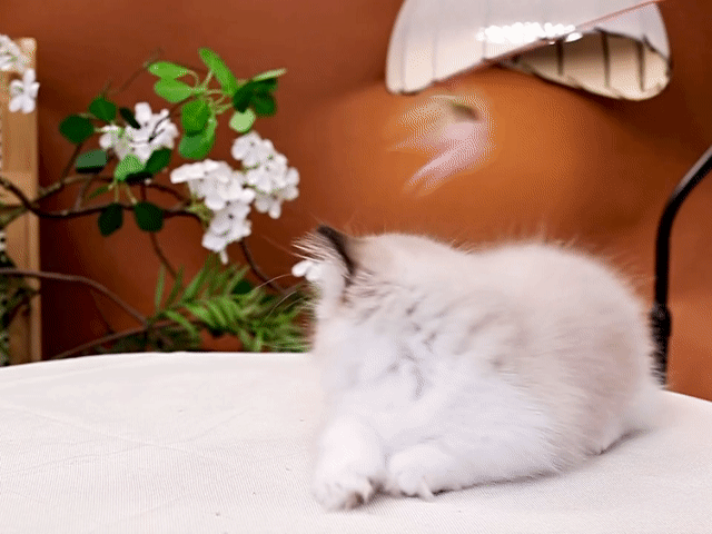 Mèo Ragdoll Trắng Nâu Cả Hai Trên 2 tháng. Mua bán Mèo tại Thành phố Thủ Đức Tp Hồ Chí Minh được đăng bởi DƯƠNG MINH TRÍ VĨNH hình 1