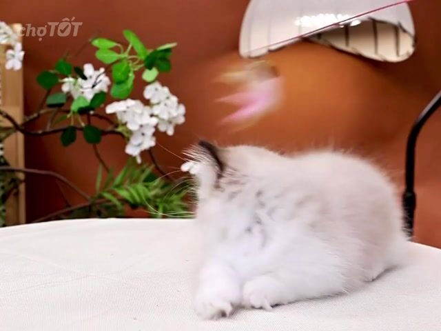 Mèo Ragdoll Trắng Nâu Cả Hai Trên 2 tháng. Mua bán Mèo tại Thành phố Thủ Đức Tp Hồ Chí Minh được đăng bởi DƯƠNG MINH TRÍ VĨNH hình 1