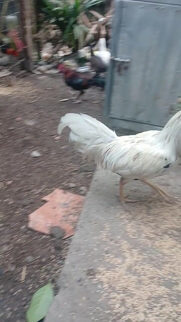Gà nòi Trắng Đực mới lớn. Mua bán Gà tại Huyện Châu Thành Long An được đăng bởi Công Định hình 1