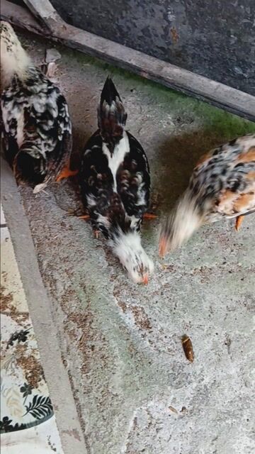 Gà tre nhiều màu. Mua bán Gà tại Huyện Tân Hiệp Kiên Giang được đăng bởi Dinh hình 1