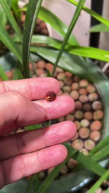 Đá Zircon Thiên Nhiên. Mua bán Đồ sưu tầm, đồ cổ tại Thành phố Hạ Long Quảng Ninh được đăng bởi Anh Công hình 1
