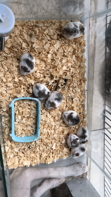 Chuột Hamster Robo bò sữa. Mua bán Thú cưng khác tại Quận Cái Răng Cần Thơ được đăng bởi Hammie Heamster hình 1