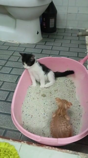 Mèo mướp trắng xám đã tiêm. Mua bán Mèo tại Huyện Nhà Bè Tp Hồ Chí Minh được đăng bởi Đoàn Thị Ánh hình 1