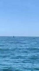 Inshore Fishing Tour